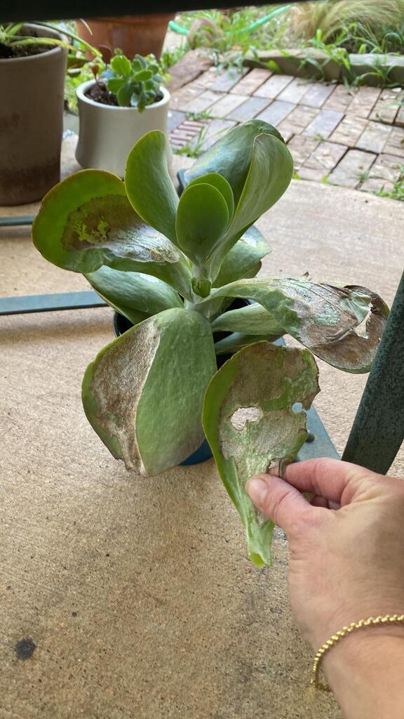 AirtonJobs's tweet photo. Sunburn? via /r/succulents https://t.co/lY0LsdgUYQ https://t.co/05GmBb2B5L