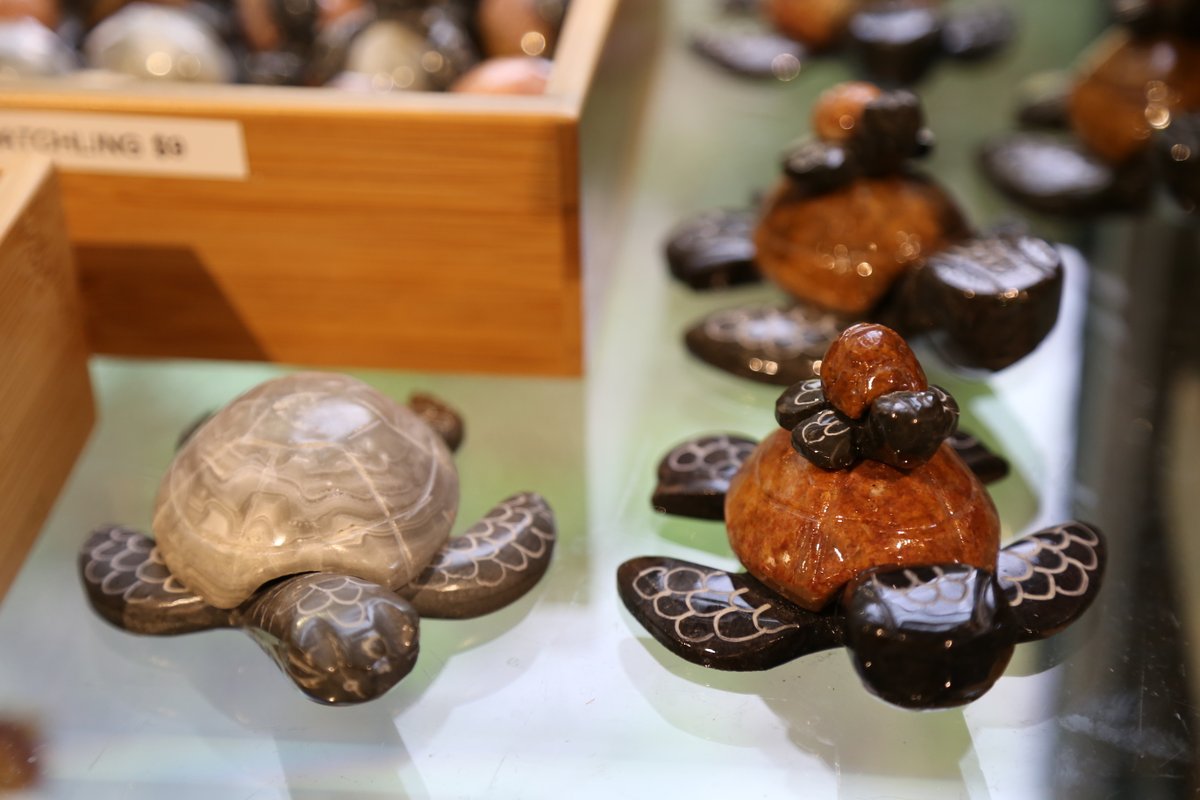 NCAquariumFF's tweet image. It's World Turtle Day! Shellabrate with us. Even our gift shop is shellabrating with turtley awesome souvenirs to remember your #NCAFF visit and to support conservation. #ShellabrateTurtles #SaveTurtles #SkiptheStraw