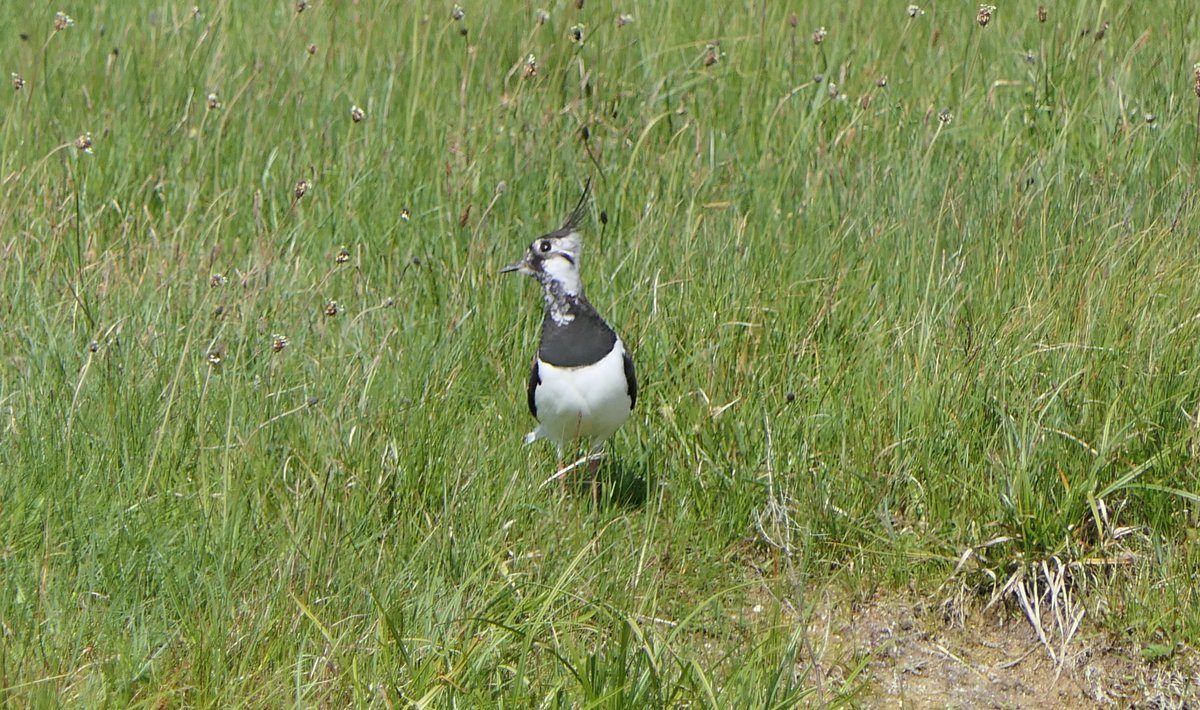 ATUConsBehav's tweet photo. It was great to see Lapwing (Vanellus vanellus) during our Residential Field Course on Inis Mór last week. We saw many adults and chicks. A red-list species (of high conservation concern) in Ireland. https://t.co/A0Q1xsLGrA