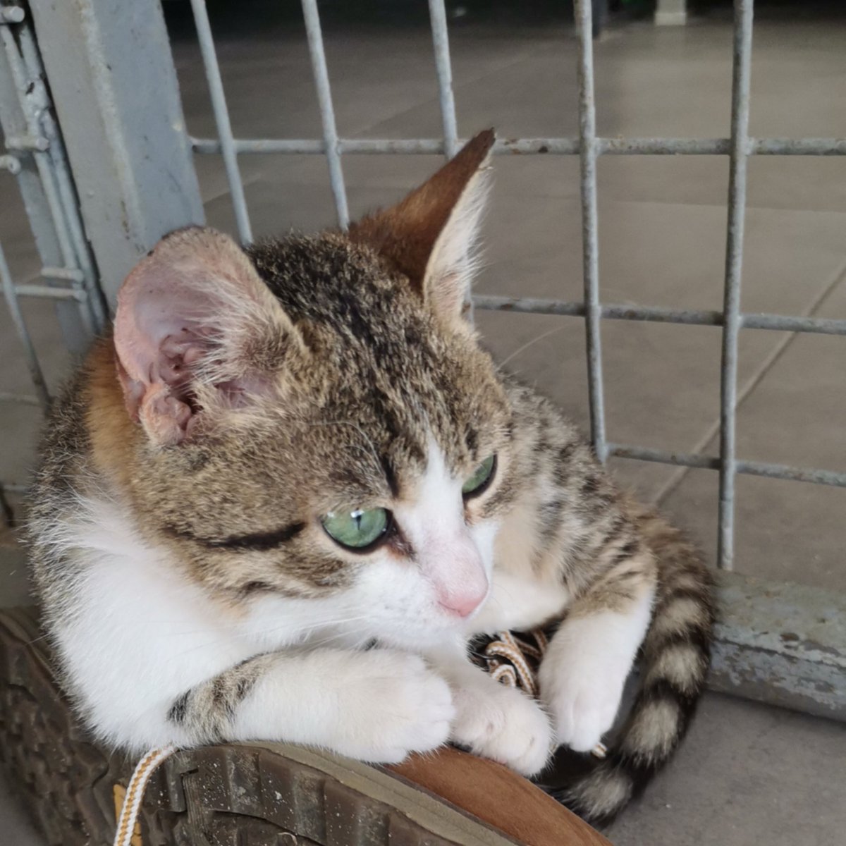 Engelsizpati's tweet photo. Gitmeyeyim die ayakkabımın üstüne yatıyor 🥺😭 keşke bir yuvası olsa https://t.co/HEYw0rSnhx