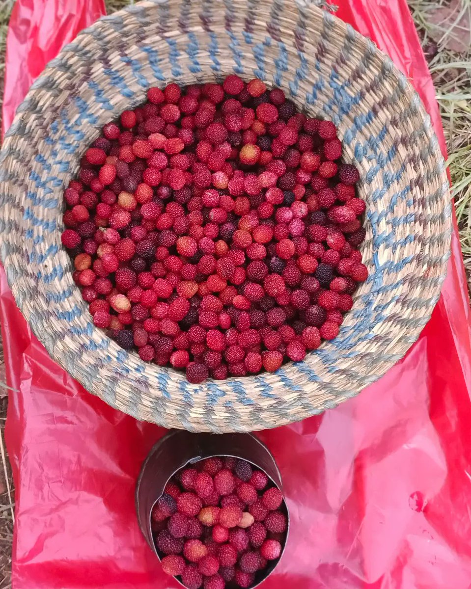 काफल पाक्यो!