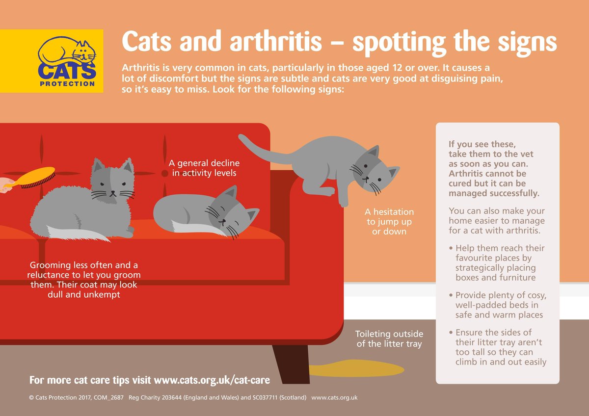 Arthritis symptoms can differ from cats to dogs there are some common things you can look out for
• Limping
• Swollen joints
• Loss of appetite
• Unusual weight gain
• Accidents in the house
• Unwillingness to jump, play, or climb stairs
#arthritis #arthritisawarenessmonth