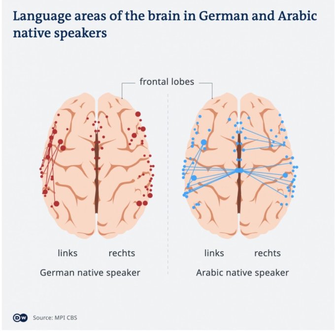 Язык и мозг картинки. Language areas in the brain. Language areas. Фризское королевство. Brain functions.
