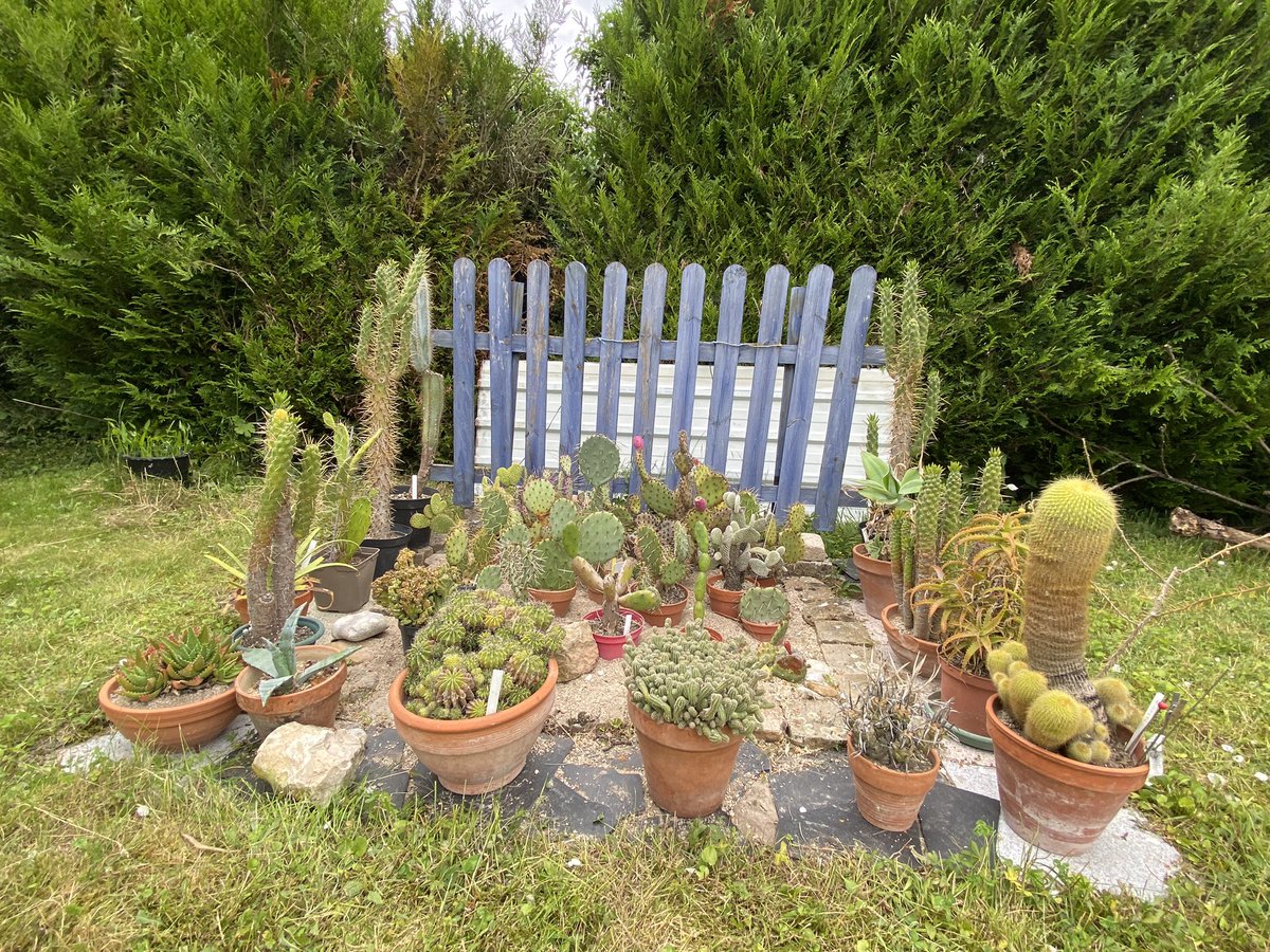 G27Marco's tweet photo. Voilà l’ #été est lancé au #jardin
Un des coins traditionnels et #exotique a été mis en place #plantes #cactees Réglisse va avoir du mal à retourner le sable pour y faire ses besoins ! https://t.co/hNH41KzNw6