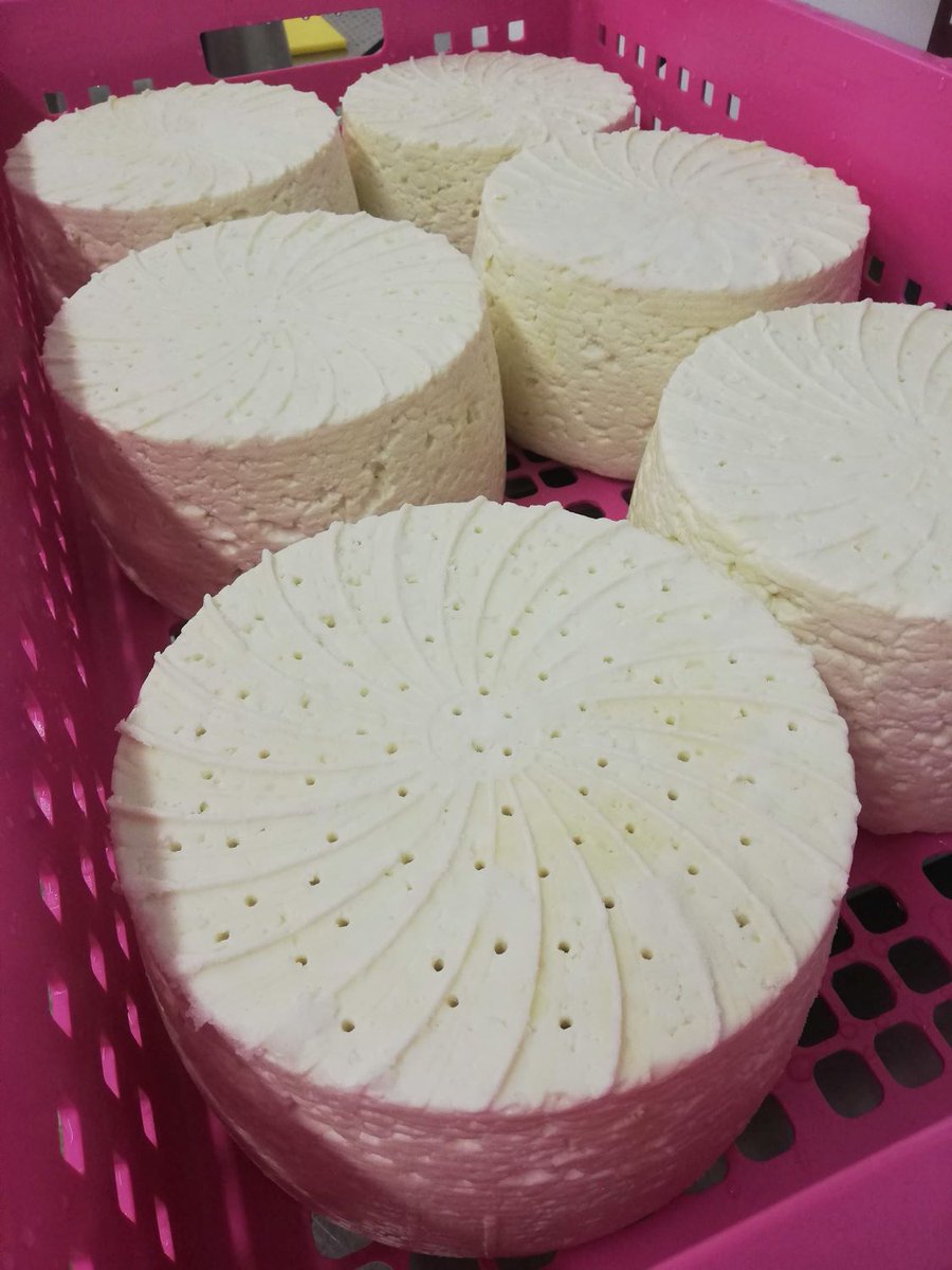 A new batch of Bryngaer Goats soft blue goats cheese. Pierced this morning - let that lovely blue mould grow
<a href="/Welshfoods/">Welsh Foods</a>