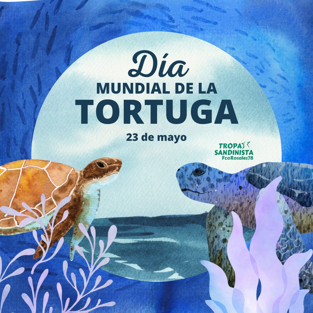FcoRosales78's tweet photo. Hoy 23 de mayo se conmemora el Día Mundial de las Tortugas.
Esta fecha tiene como objetivo el concientizar a la población mundial acerca de esta especie que se encuentra en peligro de extinción.

#UnidaNicaraguaTriunfa 
#TropaSandinista 
@jbrisol @corpav_m @PatySandinista @Uva22 https://t.co/Yyj2eHZqTR