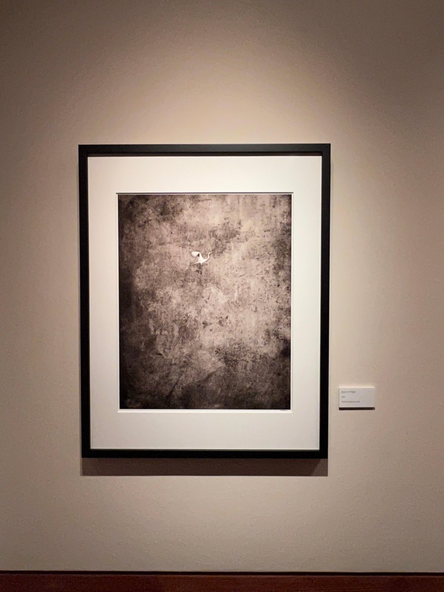 TheWittliff's tweet photo. Beautiful nature photographs by Keith Carter are currently on display in our galleries. Stop by and see them for yourself! #TXST #KeithCarter #Alkeklibrary #TheWittliff https://t.co/NAUVHjV9Rb