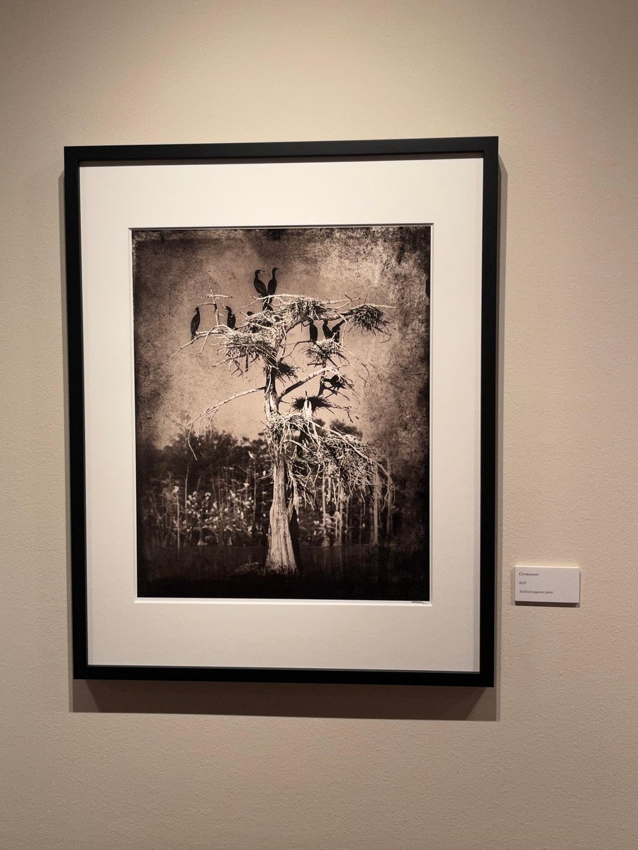 TheWittliff's tweet photo. Beautiful nature photographs by Keith Carter are currently on display in our galleries. Stop by and see them for yourself! #TXST #KeithCarter #Alkeklibrary #TheWittliff https://t.co/NAUVHjV9Rb