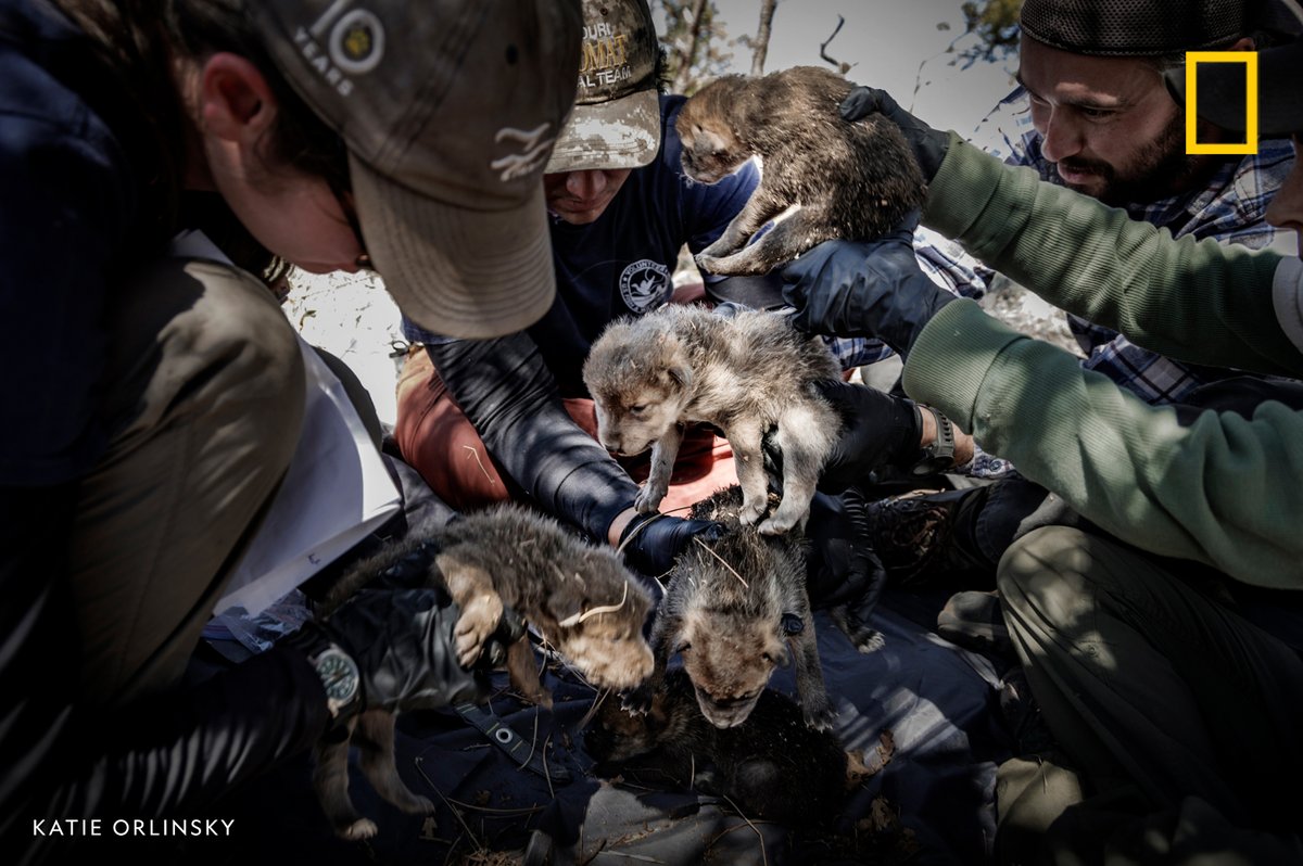 The Mexican gray wolf was on the verge of extinction in the 1970s. On the latest episode of #OverheardNatGeo, hear how biologists and a Texas trapper joined forces on an ambitious plan that continues today to save the iconic predators 
 …