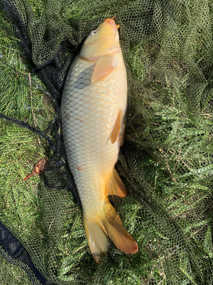 Nice 5lb carp caught using a good bait & method feeder 
#carp #carpfishing #fishing #coarsefishing #freshwaterfishing