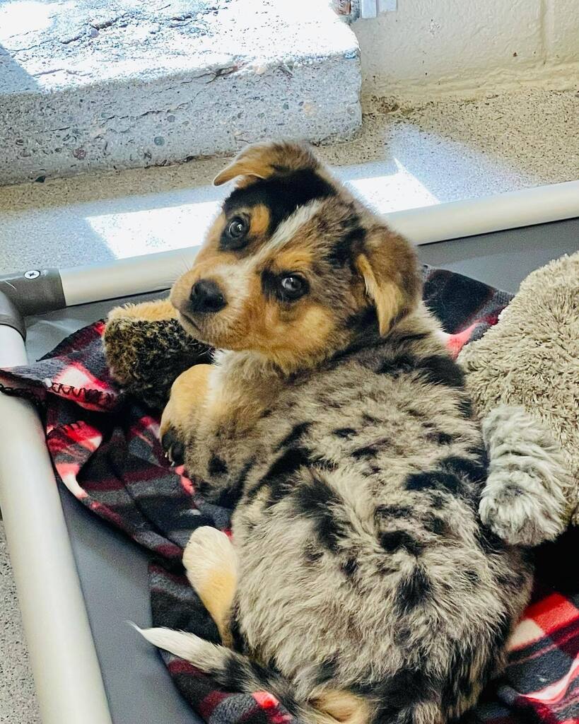 Noah says, “I’m your huckleberry.” Merle lovers, this is your pup for any job: best friend, pardner, punchy little hand of cowdog. Noah is two months old, 9lbs, and cute as all get out! He goes home neutered, up to date on vaccines, microchipped, and wit… instagr.am/p/Cslpc-HOvea/