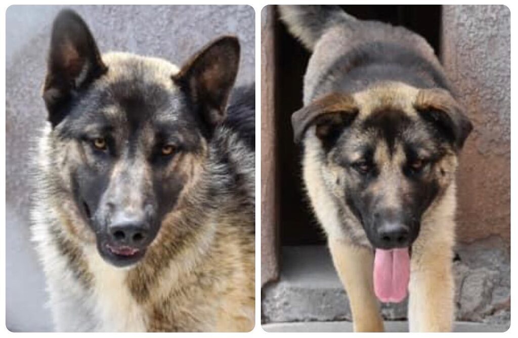 🚨Attention German shepherd lovers! Hank and Bobby are available for adoption separately or together. Both of these 2yo 60-ish lb hunks of handsome are happy go lucky ready to play kind of guys! While they would definitely love to stay together, we th… instagr.am/p/Csltaq-Lmi4/