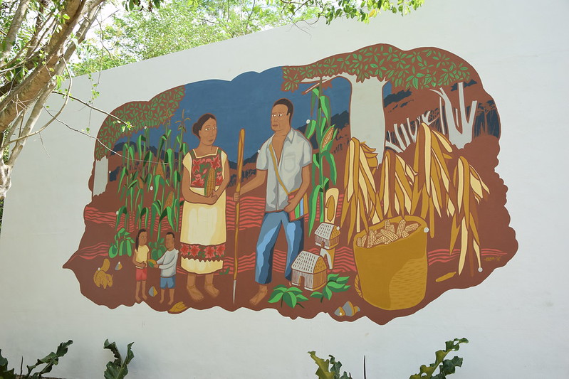 bramaccimmyt's tweet photo. La #MilpaMaya reconocida por @FAO como uno los Sistemas Importantes del #PatrimonioAgrícola Mundial #SIPAM. La Milpa, clave para la resiliencia y la seguridad alimentaria actual y futura. @CIMMYT, comprometido con el aprendizaje en, para y por la milpa. 📽️https://t.co/fn7ZTvem4Z https://t.co/YRPxhGs5Dx