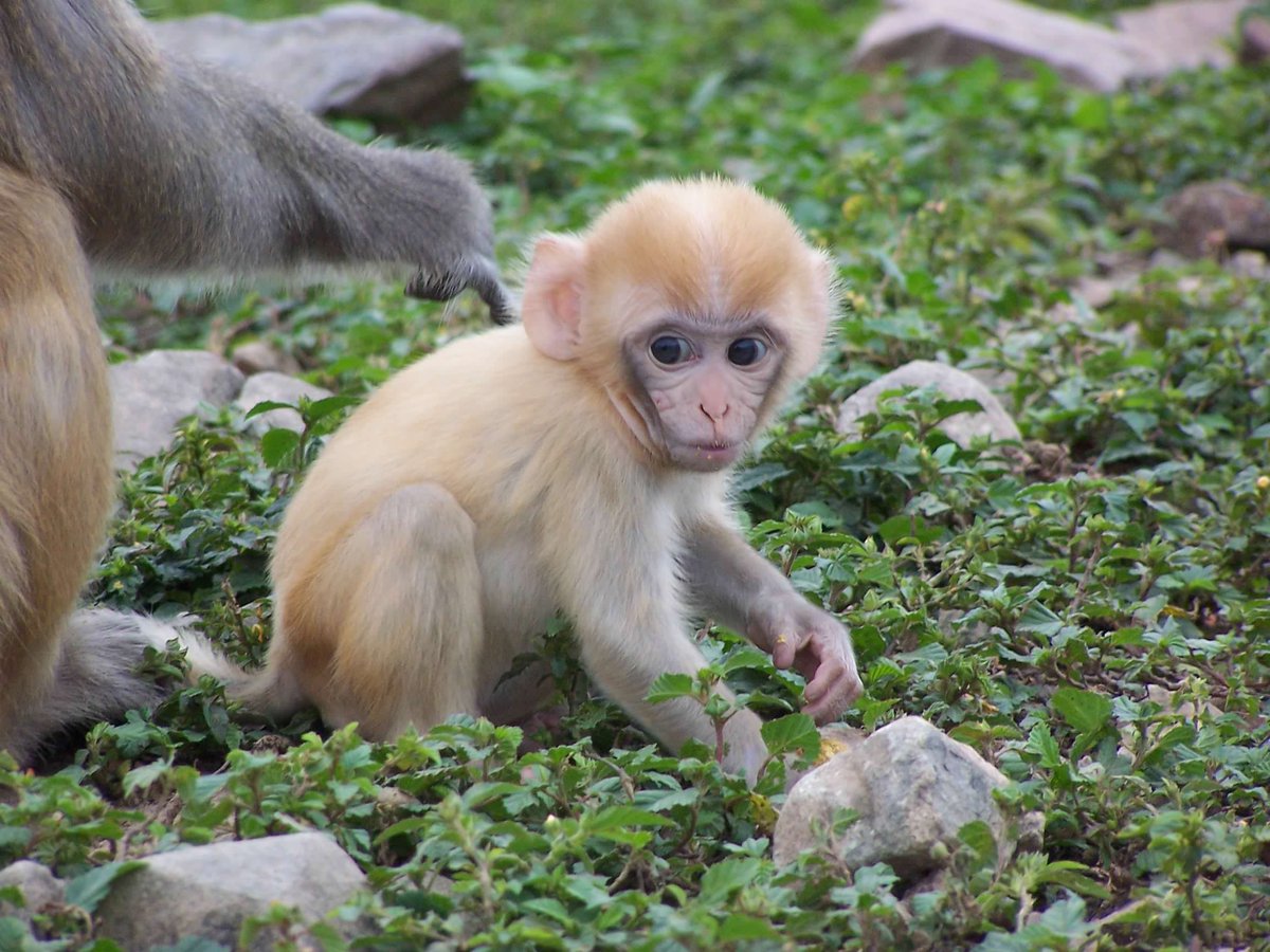 It's time for #PrimatePlaytime! Today we are playing #GuessTheInfant (📷: Aga Sukiennik)! Vote for the taxonomic group in the poll below, and guess in the replies! Hints will be revealed later, and the answer will be posted at 6 am CT! #Primatology #SciComm