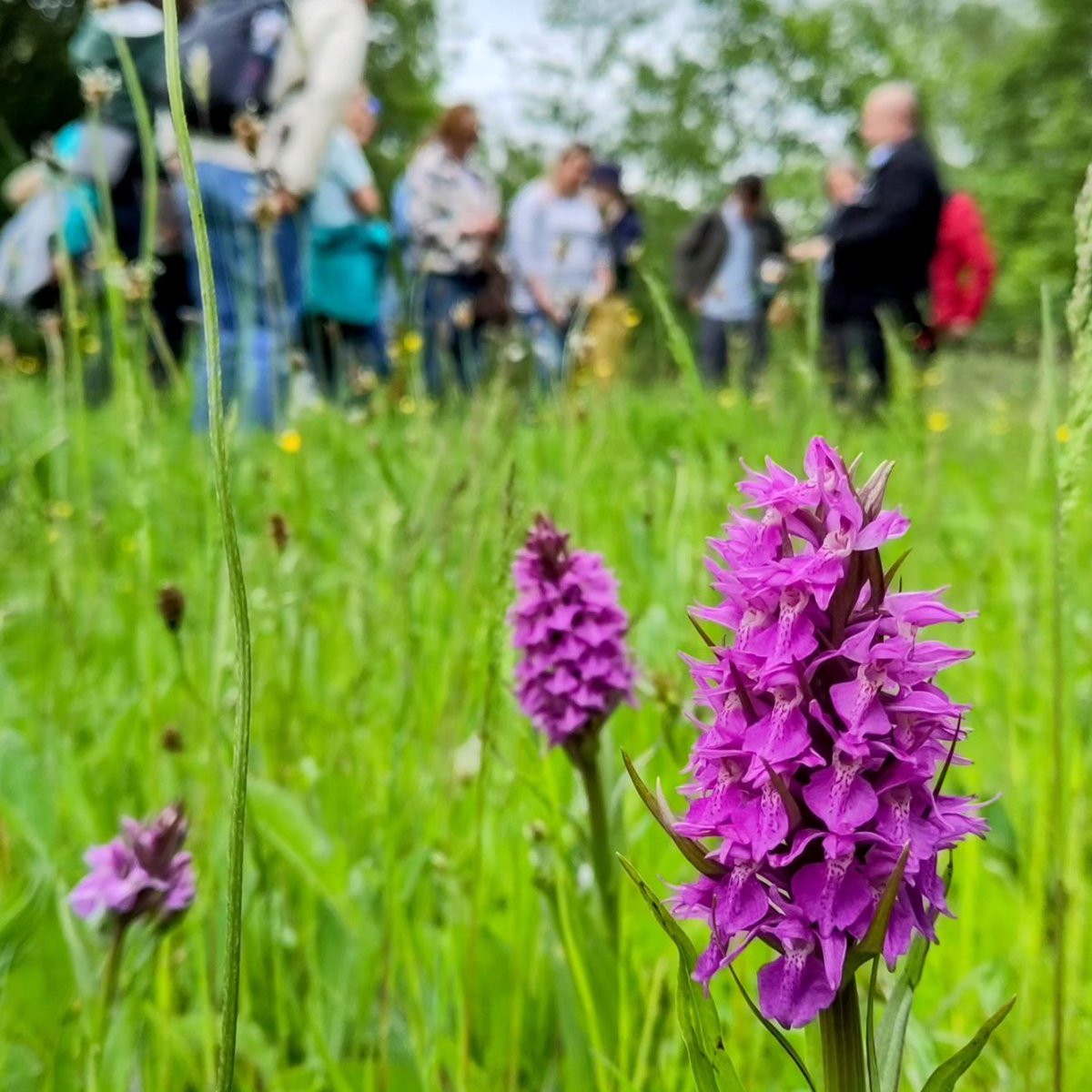 Great visit to Wigan Flashes #nationalnaturereserve with @NaturalEngland inclusion & health network 😊

This area was once the 2nd most damaged landscape in Britain... From industrial revolution to nature revival, it's an incredible story of recovery! 💚

#NNRweek @Lancswildlife