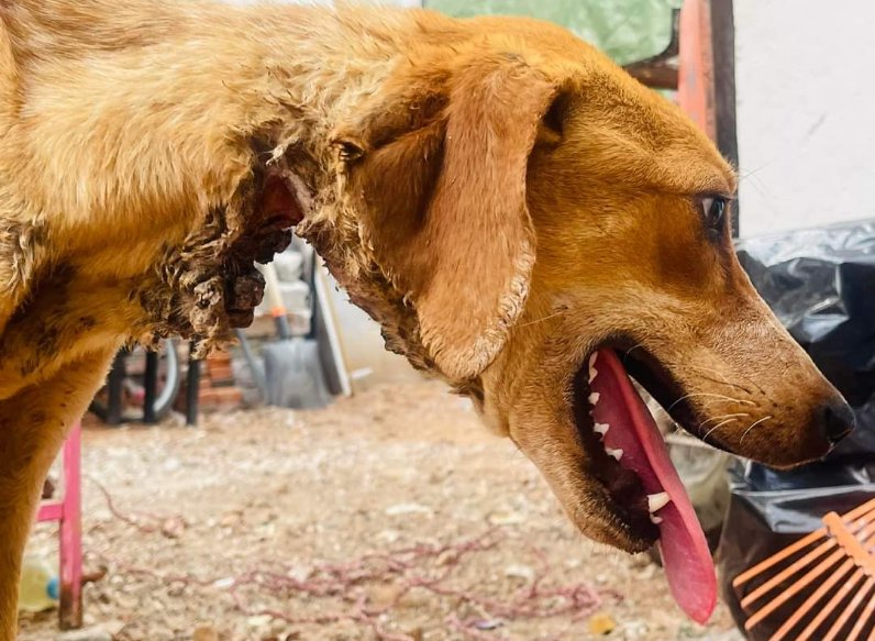 FrecAnimal's tweet photo. El pasado 8 de Mayo llegó a nuestras instalaciones "Génesis" quién hasta ahora se encuentra luchando por su vida, necesitamos de su apoyo para que su caso no quede impune y el responsable sea castigado conforme a la ley @AmorSinRaza @ERIFERCA @aristeguicnn @MrElDiablo8 @PAOTmx https://t.co/272Q4ugipA