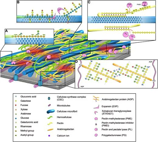 Plant–microbe interactions in the apoplast: Communication at the plant cell wall 

academic.oup.com/plcell/article… 
#plantsci ♻️