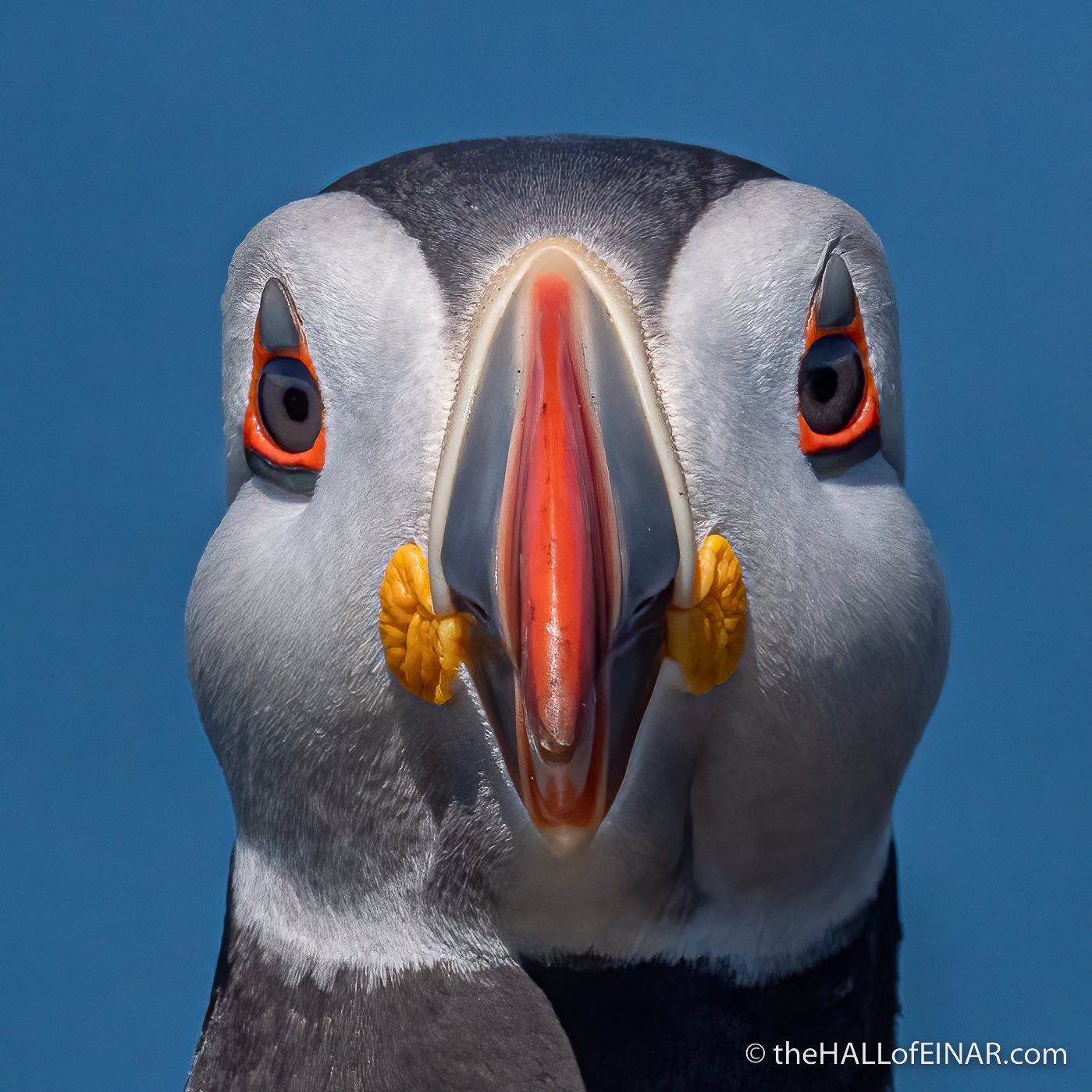 How the adorable Atlantic puffin came back from near extinction