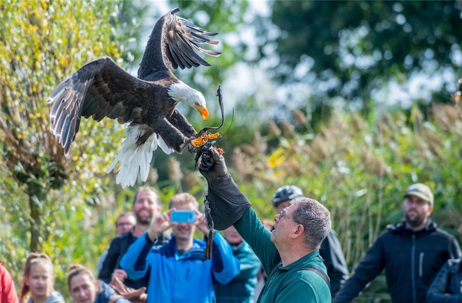 EmsVechte's tweet photo. Falkner präsentieren bei Greifvogelshows ihre „Könige der Lüfte“ - mehr auf: https://t.co/3BscZqM54I #GrafschaftBentheim #Nordhorn https://t.co/tI4APjgk4n