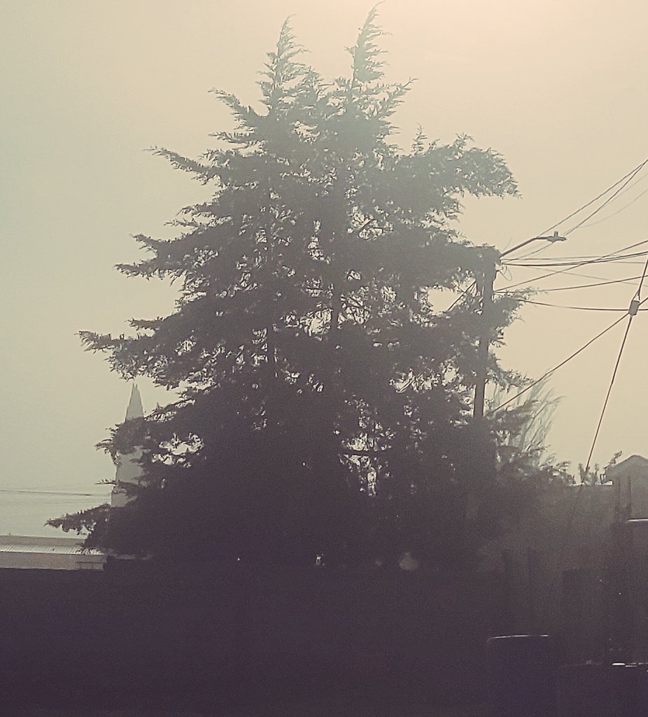 DamarisRodda's tweet photo. Starting another week at work! ☁️ #magicofnature #nature #landscapephotography #ruralzone #morning #fog #forest #roadtrip https://t.co/BnbIvnPZyQ