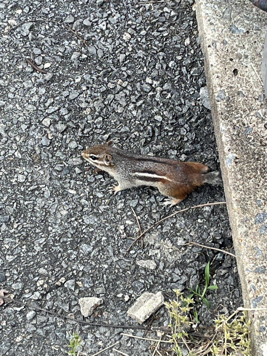 fropappy's tweet photo. We occasionally see chipmunks at our West Little Rock location. One of the managers used to feed them. #WestLittleRock #Chipmunk #ChipmunkCheeks #Arkansas #Wildlife https://t.co/dxG1Diyauz