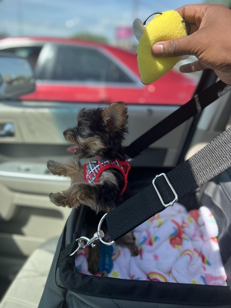 CuteYorkiesPics's tweet photo. Princess Margarets Dental Healthcare #yorkies #dogsoftwitter #cute https://t.co/4A7IakP9NX