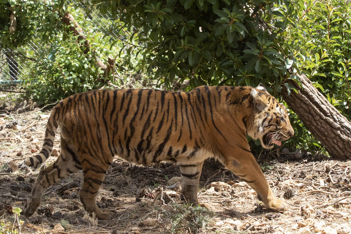 fourpawsint's tweet photo. SUCCESS: Two Bengal tigers from Argentina arrived safely in their new home! 🌳
Last weekend 2 confiscated tigers from an illegal private breeding farm arrived in Jordan at Al Ma'wa sanctuary (a cooperation project between the @PAFJordan and FOUR PAWS)! https://t.co/pL64mhZnai