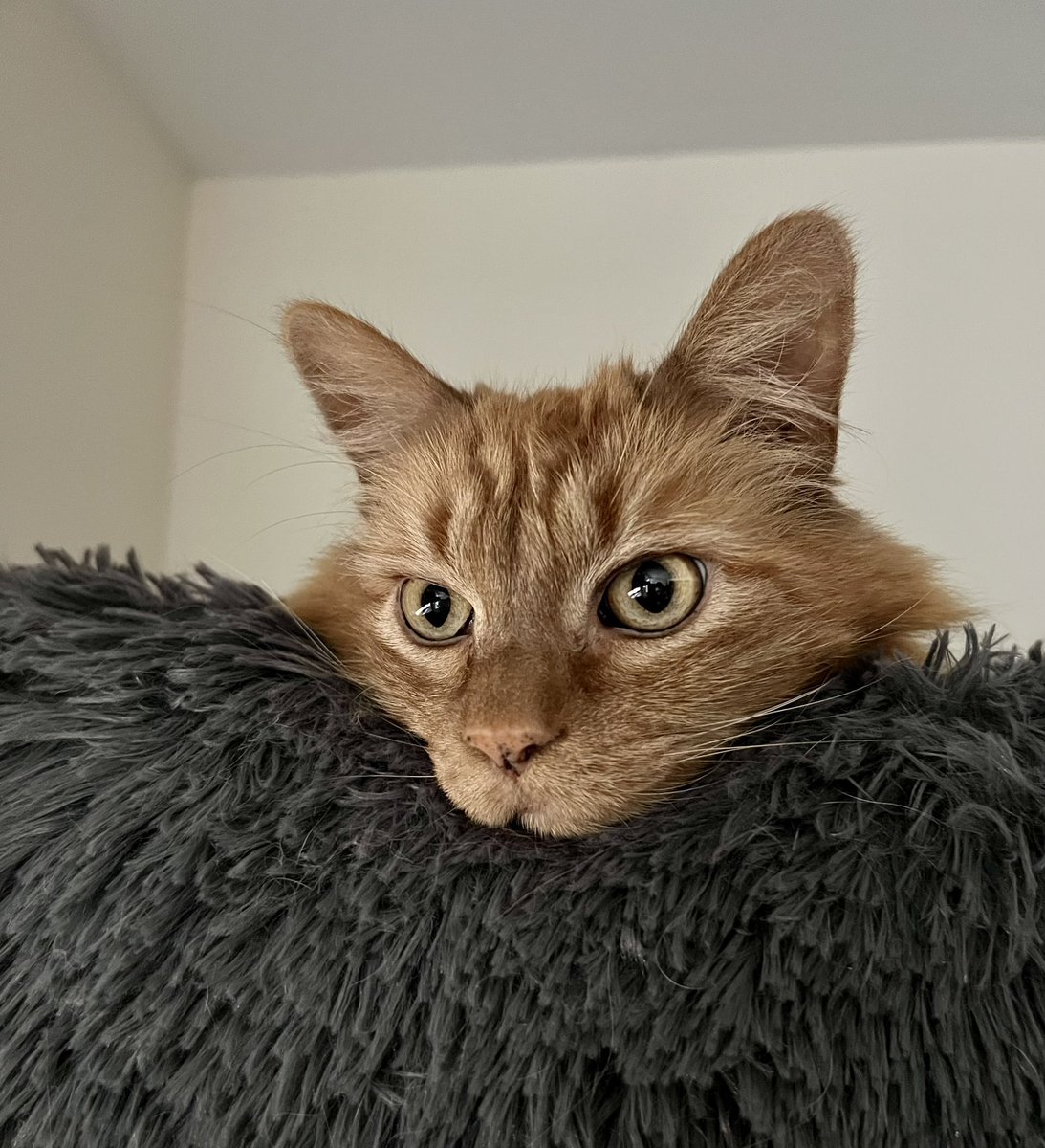 themesscats's tweet photo. You stay home and we cuddle today, yeah? #jaxoncat
.
.
#catsarefamily #nervouscat #gingercats #gingercatsrock #gingercatsrule #gingercatclub #orangecat #orangecats #orangemainecoon #gingermainecoon #gingermainecoons #mainecoon #mainecooncats #mainecoonlife #cats https://t.co/oj0E9fJqfJ