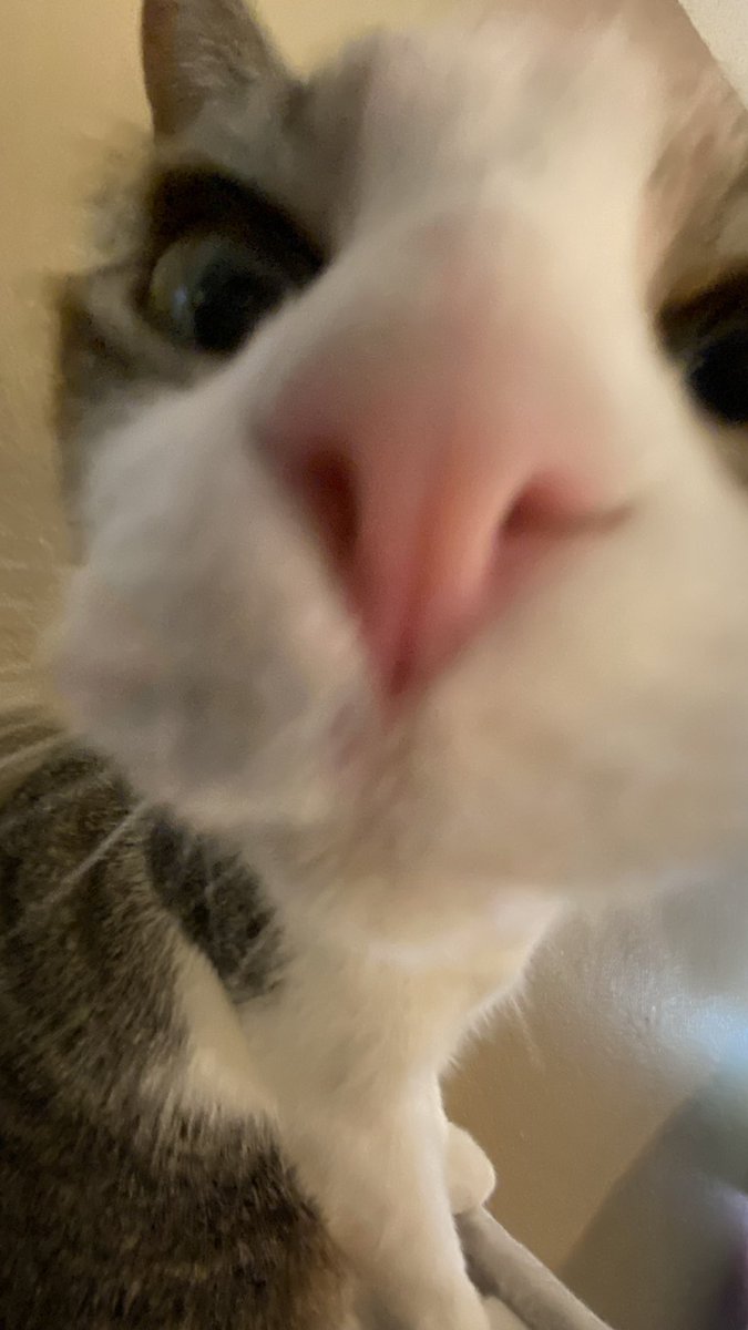 thatdumbcat_'s tweet photo. Some adorable pictures of Shiloh and some funny ones of Thor https://t.co/oEOIQiDRnp
