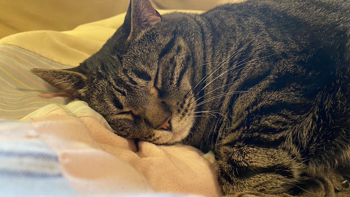 thatdumbcat_'s tweet photo. Some adorable pictures of Shiloh and some funny ones of Thor https://t.co/oEOIQiDRnp