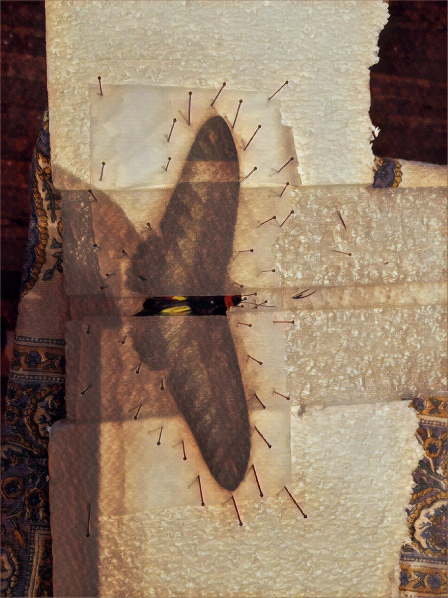 Thanks to @PacificaReview for publishing my story, "Message From the Moths". I look forward to reading this issue (19.2) with work by <a href="/SuhailMandani/">Suhail Sadiq Mandani</a>, <a href="/Will_Musgrove/">Will Musgrove</a>, <a href="/denise_tolan/">Denise Tolan</a>.
pacificareview.com/2023/05/18/mes…