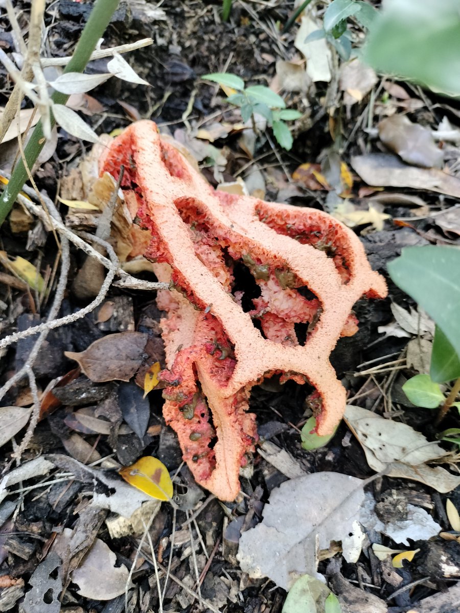 Some fantastically gory looking basket stinkhorns (Clathrus ruber) seen on Lokrum Island, Dubrovnik #fungi #mycology