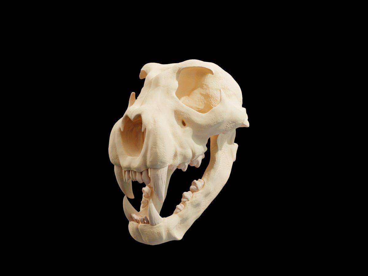 NelkaaDsgn's tweet photo. Annnnd I am back! Here lies a Cheetah's Skull done in Zbrush. More on my IG &amp; AS!

Commission, contact, socials : https://t.co/tpuy8NhUjk

#zbrush3d #3dart #3dartwork #3dartwork #3d #zbrush #zbrushsculpt #art #digitalart #fantasy #sculpt #sculptureart #conceptart #Cheetah https://t.co/9vuH6yGAZg