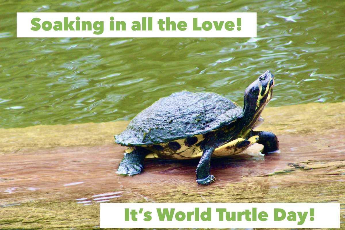 NCAquariumFF's tweet image. Don't miss out on the Shellabration! The turtles know to expect you—look for five turtle stops and take a shelfie to claim a prize. Find out more: ncaquariums.com/ncaff-blog/pos…  #WorldTurtleDay #ShellabrateTurtles 

📷: Sue Foy, NCAFF Volunteer
