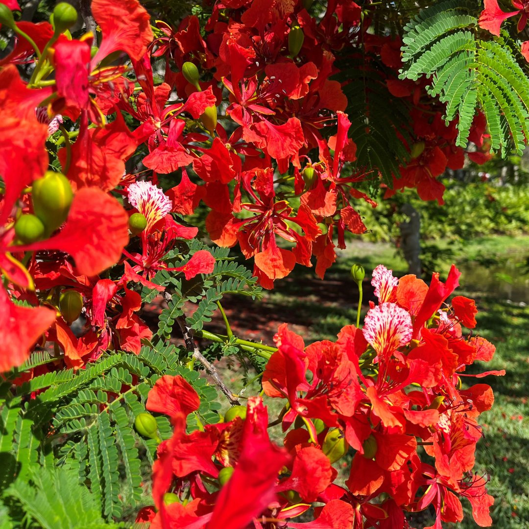 TheRingling's tweet photo. Our Royal Poinciana has bloomed. We love to admire nature's art. 💕 

#TheRingling #JohnRingling #ArtMuseum #MuseumLovers #SarasotaFL #Museumgram #royalpoinciana #nature #bloom https://t.co/zZ6ZlxBf0h
