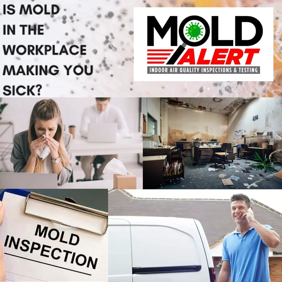 MoldAlertFL's tweet image. Do you have mold in your business or commercial office? Have it in your home? Here at Mold Alertwe can help! We are certified, licensed, and insured! We have the best rates and package deals. We own the lab so we can give same day answers. Call us today to schedule your a appt.