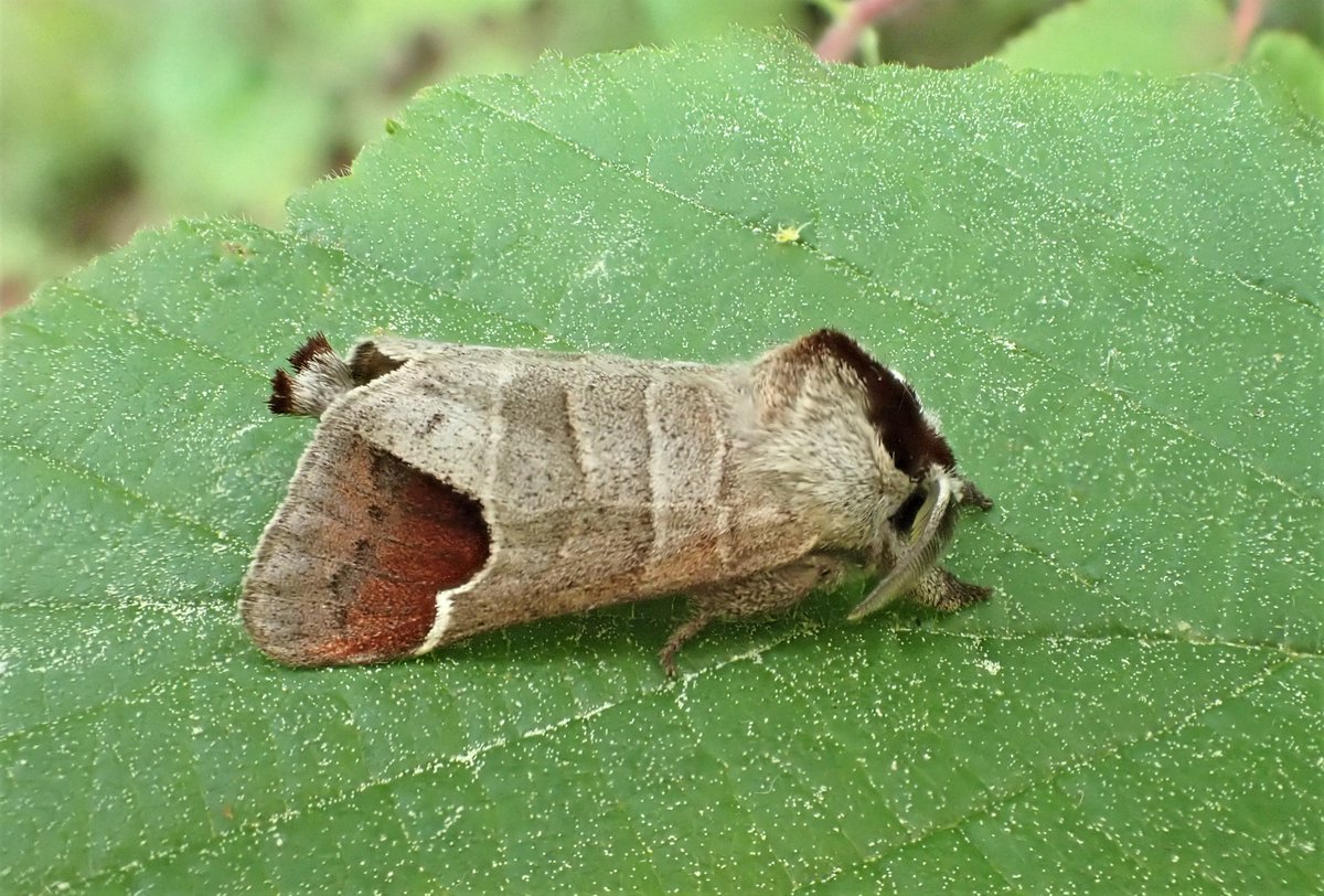 Chocolate-tip is undergoing a major range expansion in Yorkshire this year to the north and north-west, with several records over 20K from last year's limit. Here is one we caught at Brafferton.