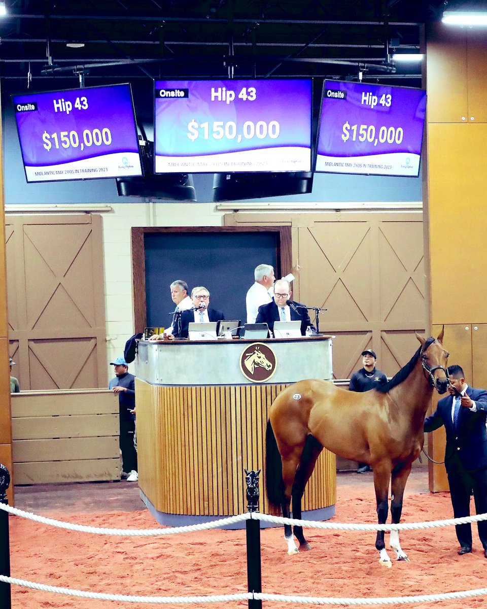 Hinesite's tweet photo. Success yesterday in the sales ring @FasigTiptonCo #Midlantic with this beautiful daughter of #TwirlingCandy who was a pinhook purchase for 40k @keenelandsales in September. Congrats to this partnership who spent a combined total of 110k last year and turned it into 335k this season, I am grateful for the opportunity. Best of luck to her connections. 🙏💸🏇