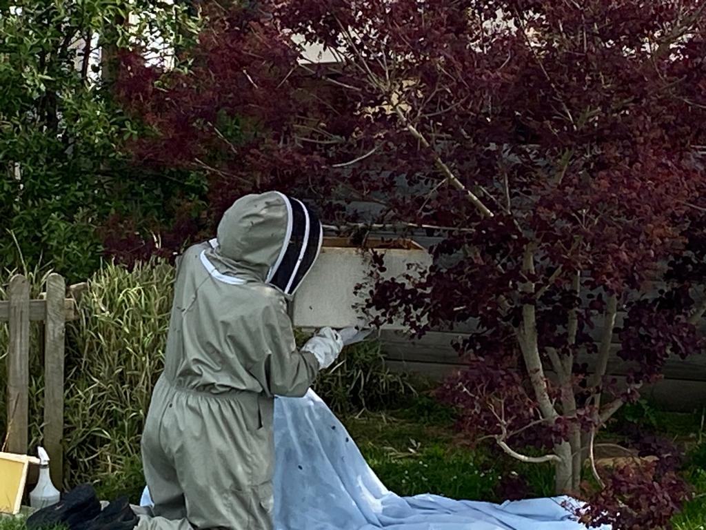 StPetersFarnham's tweet photo. Look what rocked up overnight! They heard about @worldbeeday. Safely off to a hive later @RHSSchools @EcoSchools @Eco_schools #beesday #bees #environment #farnhambees #surreybeekeepers #community https://t.co/7dtKYJNjv6