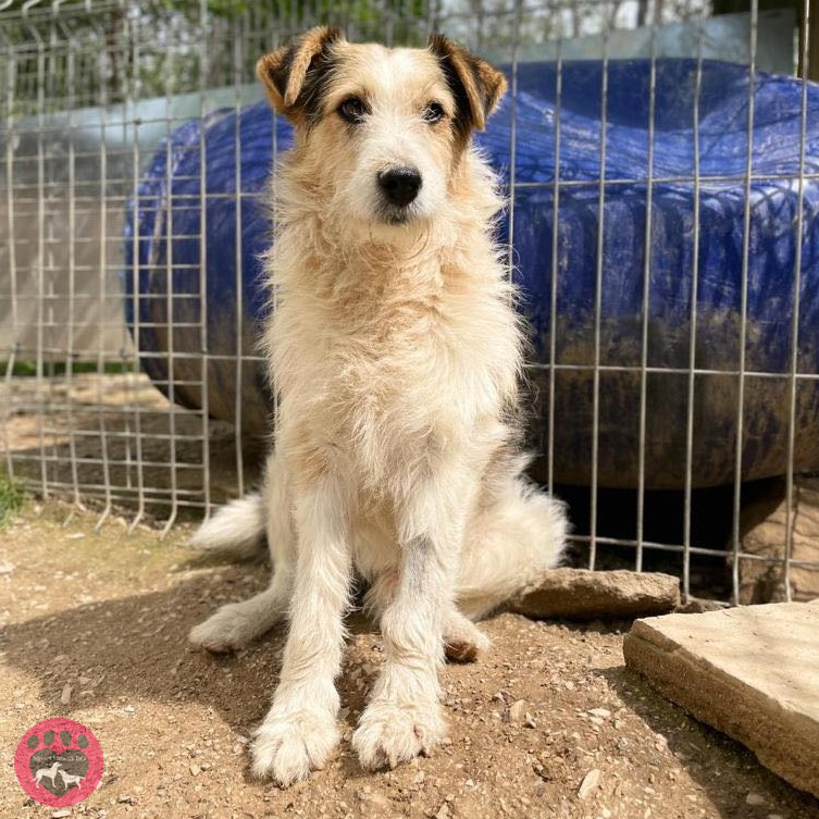 StreetHeartsBG's tweet photo. Handsome Hamish has been surrendered to our shelter. He's a sweet and gentle boy who doesn't understand what's happened to him or why he's here, so please send lots of love and positive vibes his way. Hamish is around seven years old, small to medium in size, and very much in need of a loving human to call his own. If you're interested in adopting Hamish, simply click the link below!

https://t.co/pcTkAyG3MS

#RescueDog #AdoptDontShop