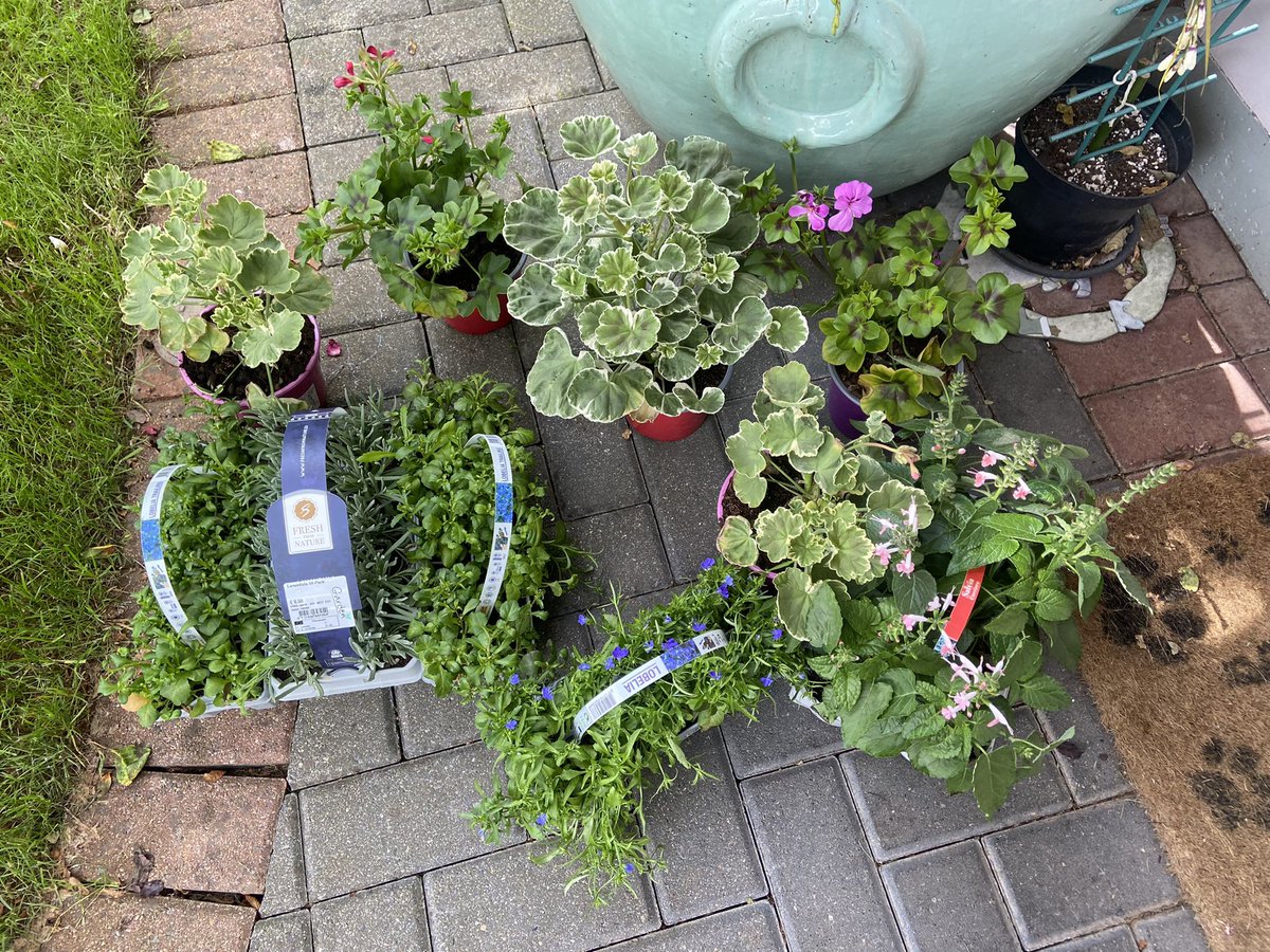 Back guerrilla gardening in Cork City tomorrow. If anyone has any wood, plants, trees, tools or soil to donate,send me a DM.