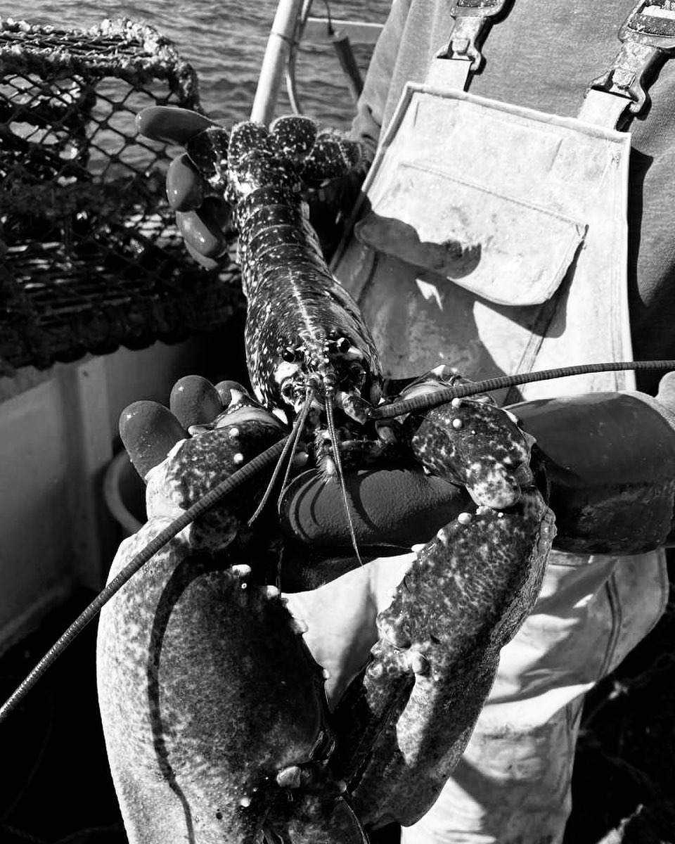 Lyme Bay Reserve (@lymebayreserve) on Twitter photo Port 2 Plate🦞
<a href="/lymefishshack/">Lyme Bay Fish Shack</a> is home to some of the finest lobsters. Sustainably caught from within <a href="/LymeBayReserve/">Lyme Bay Reserve</a> and off their boat KT-SAM E10 with young skipper Sam at the helm.
Support small-scale, sustainable fishing fleet & enjoy lovely lobster at your dinner table 🍽 Port 2 Plate🦞
<a href="/lymefishshack/">Lyme Bay Fish Shack</a> is home to some of the finest lobsters. Sustainably caught from within <a href="/LymeBayReserve/">Lyme Bay Reserve</a> and off their boat KT-SAM E10 with young skipper Sam at the helm.
Support small-scale, sustainable fishing fleet & enjoy lovely lobster at your dinner table 🍽