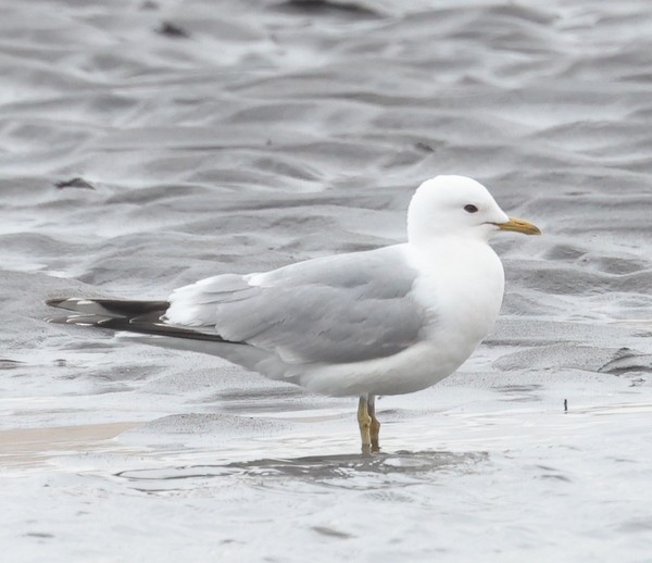 rbabox's tweet photo. A Common Gull has just been confirmed in Aleutians West Borough, Alaska (CODE 3) https://t.co/kxlO47rz4M Photo: Franklin Haas #ABARare #birding https://t.co/o8JD5zFkcR