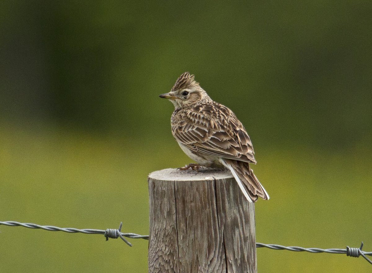 Another walk on the chalkhills today surrounded by the sound and sight of skylarks.