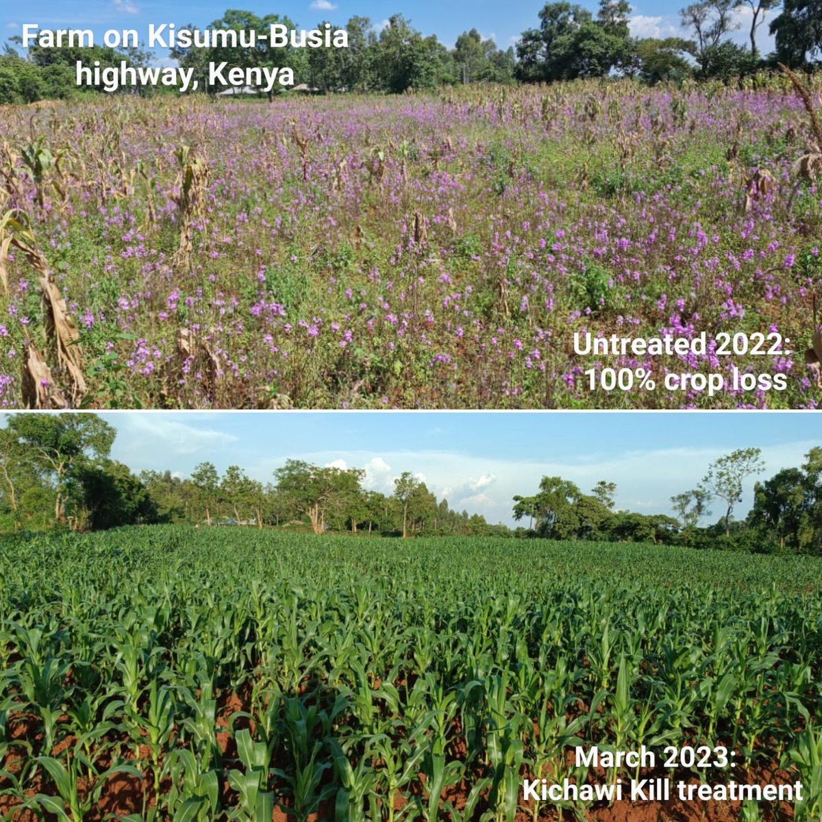 TheToothpickProject (@strigatoothpick) on Twitter photo About a week ago a colleague at <a href="/WFP/">World Food Programme</a> <a href="/cerealgrowerske/">Cereal Growers Association</a> sent us the bottom photo of a farm we treated with our bioherbicide. The top photo is of the same farm last season with 100% crop loss due to Striga witchweed.
#biocontrol #bioherbicide #biotechnology #pamoja #kenya About a week ago a colleague at <a href="/WFP/">World Food Programme</a> <a href="/cerealgrowerske/">Cereal Growers Association</a> sent us the bottom photo of a farm we treated with our bioherbicide. The top photo is of the same farm last season with 100% crop loss due to Striga witchweed.
#biocontrol #bioherbicide #biotechnology #pamoja #kenya