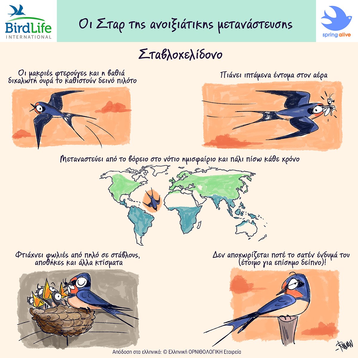 ornithologiki's tweet photo. 🌟Οι Σταρ της ανοιξιάτικης μετανάστευσης   
Συνώνυμο της άνοιξης και με σήμα κατατεθέν τη μακριά διχαλωτή, σαν ✂️ ψαλίδι, ουρά και το κόκκινο πρόσωπο, το #Σταβλοχελίδονο καταφθάνει κάθε χρόνο από την Αφρική για να φωλιάσει σε πόλεις και χωριά της ελληνικής υπαίθρου. #SpringAlive https://t.co/LajbN0G7Nm