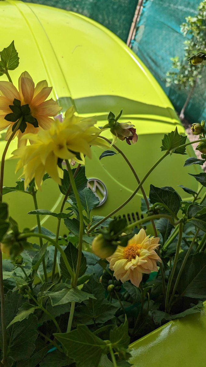 Sneak peek! ✌️🌼
Our botanical bug is returning this summer with a groovy new theme. Can you guess what we're doing this year?