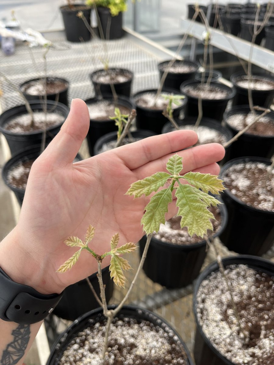 cute little leaves!