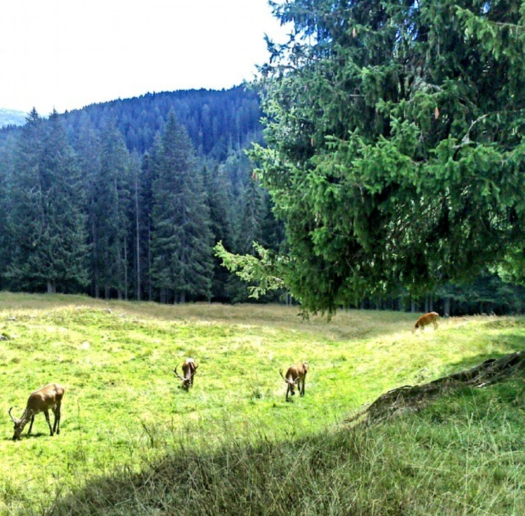 Il parco dei Cervi
Val di Fiemme 

Bei ricordi!

#GiornataEuropeaDeiParchi