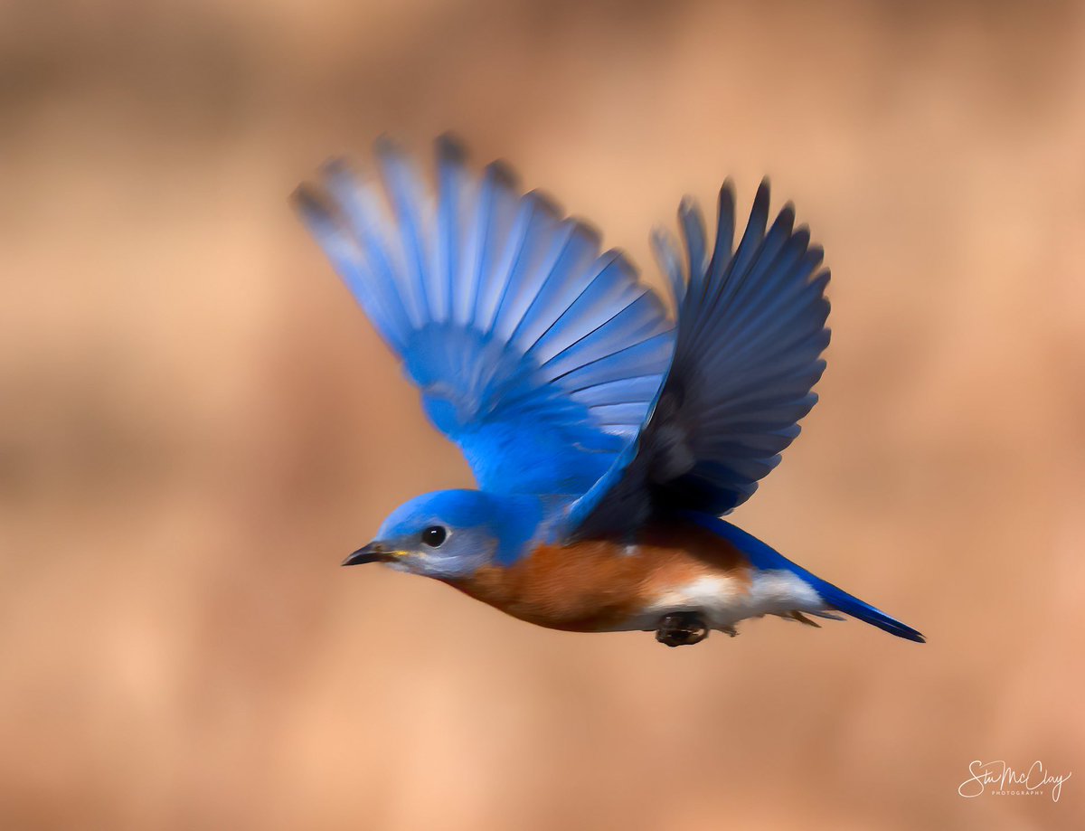 Eastern Bluebird. #BirdsinFlight